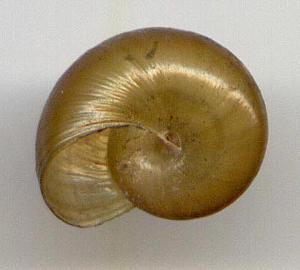 Macrochlamys ?sogdiana, color image