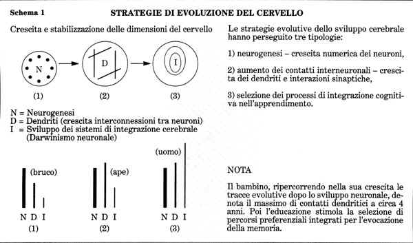 evoluzione.jpg (64752 bytes)