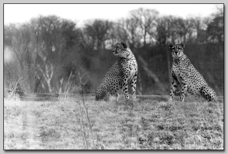 Cheetahs