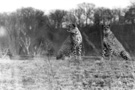 Cheetahs