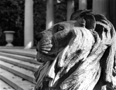 Swope Memorial Lion