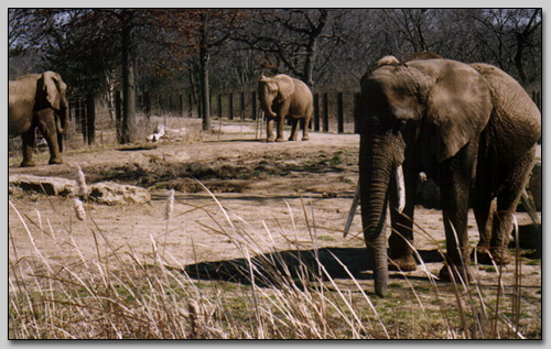 African Elephants