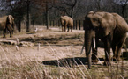 Elephants