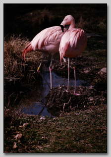Chilean Flamingoes