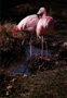 Chilean Flamingoes