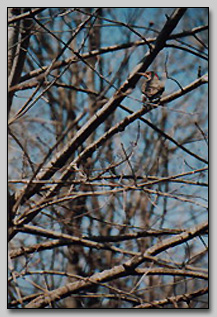 Yellow-shafted Flicker at Burr Oak Woods Photograph