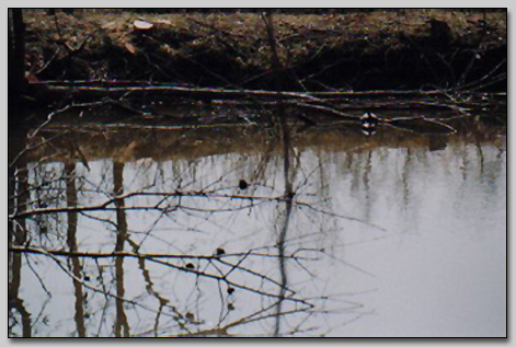 Turtle Pond at Burr Oak Woods