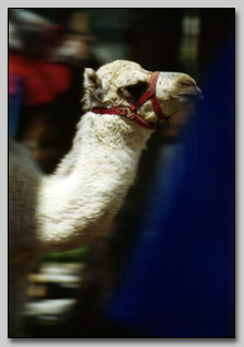 Baby Camel