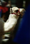 Baby Camel