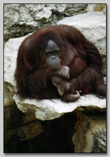 Orangutan