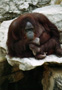 Orangutan