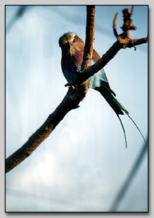 Lilac Breasted Roller