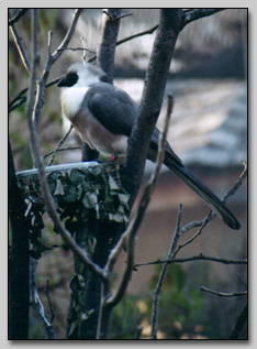 African Bird