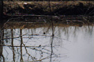 Pond at Burr Oak Woods
