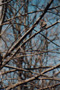 Yellow-Shafted Flicker