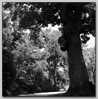 Chinkapin Oak