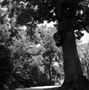 Chinkapin Oak