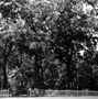 Walnut Grove