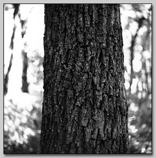 Oak