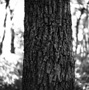 Bark