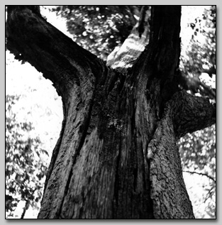 Chinkapin Oak