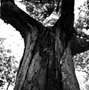Chinkapin Oak