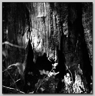 Chinkapin Oak