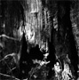 Oak