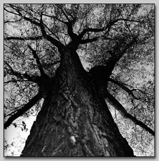 Cottonwood
