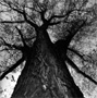 Cottonwood