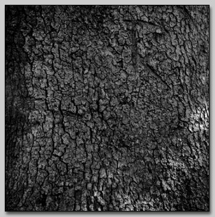 Chinkapin Oak Bark