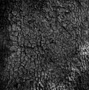 Chinkapin Oak Bark