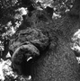 Chinkapin Oak Burl