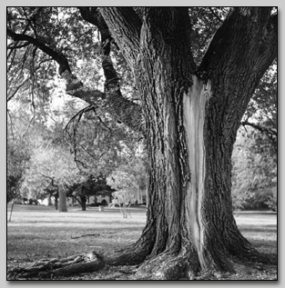 Elm