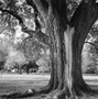 Elm