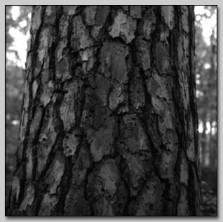 Loblolly Pine