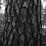 Loblolly Pine Bark