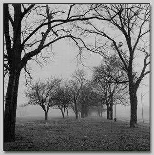 Foggy Morning