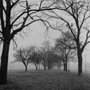 Foggy Morning