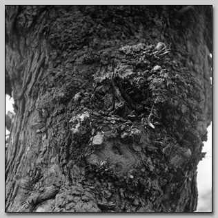 Honey Locust Burl