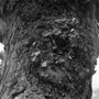 Honey Locust Burl