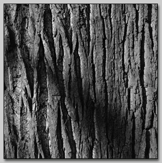Cottonwood Bark