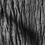 Bark