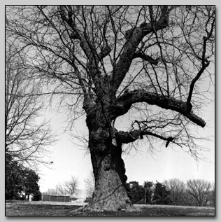 Honey Locust