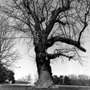 Black Locust