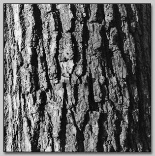 Bark