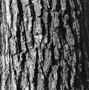 Bark