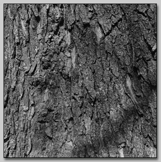 Honey Locust Bark