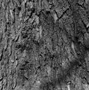 Black Locust Bark