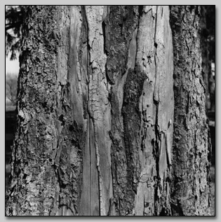 Norway Spruce Bark
